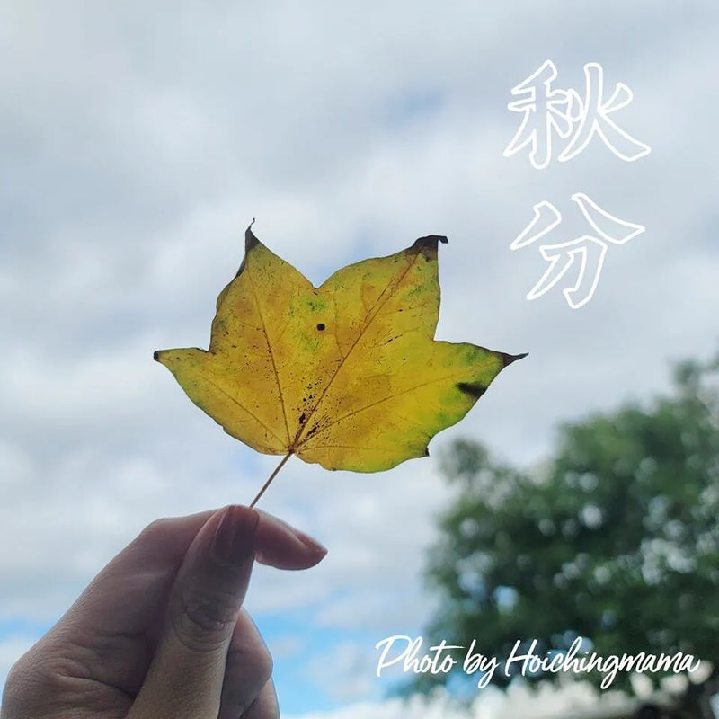 143）💞養生話你知 version 17：24節氣之秋分❗💞