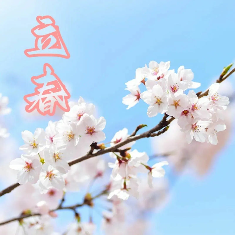 183）💞養生話你知 version 26：24節氣之立春❗💞