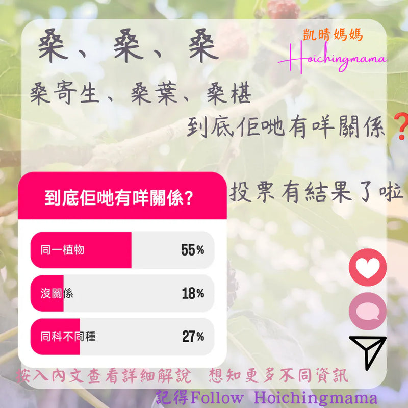 295）今期主題 🌟“桑寄生、桑葉、桑椹，到底佢哋有咩關係❓”🌟