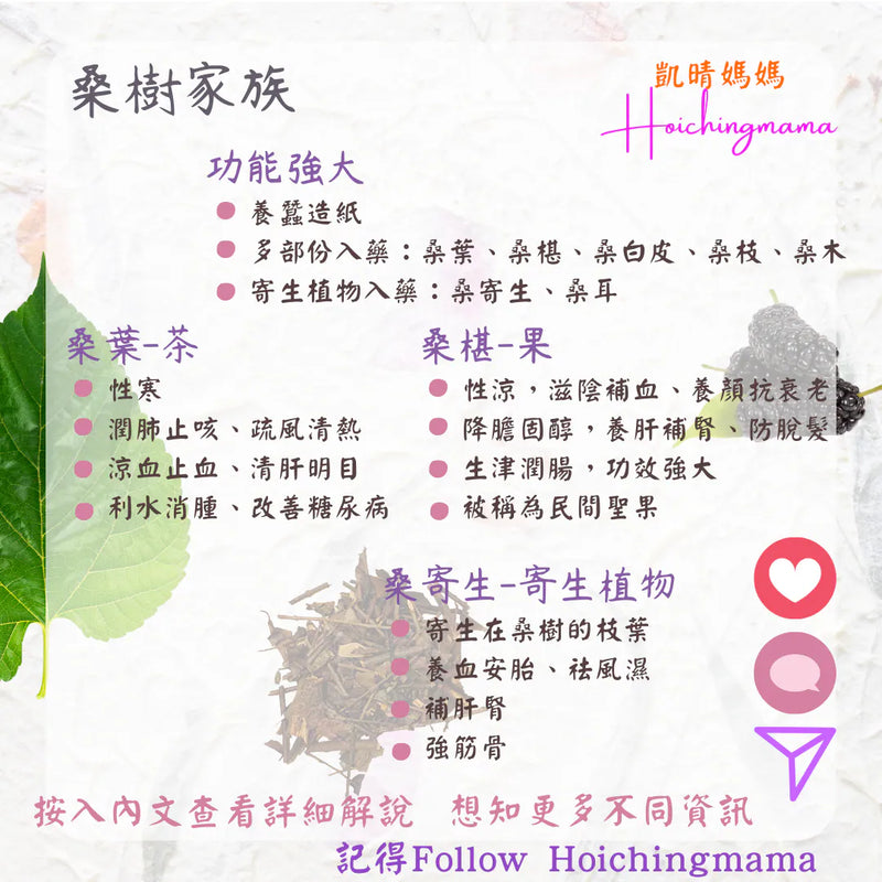 296）💞藥食同源 version 64：桑樹家族  💞