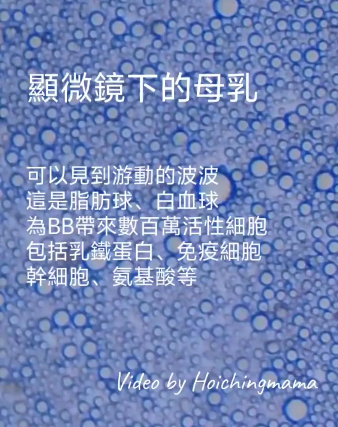 325）💞懷孕那件事 version 82~顯微鏡下的母乳 💞