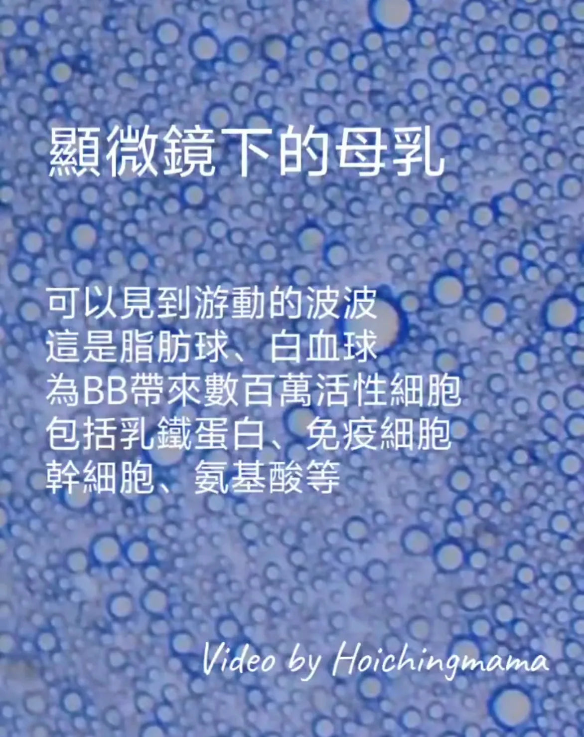 325）💞懷孕那件事 version 82~顯微鏡下的母乳 💞