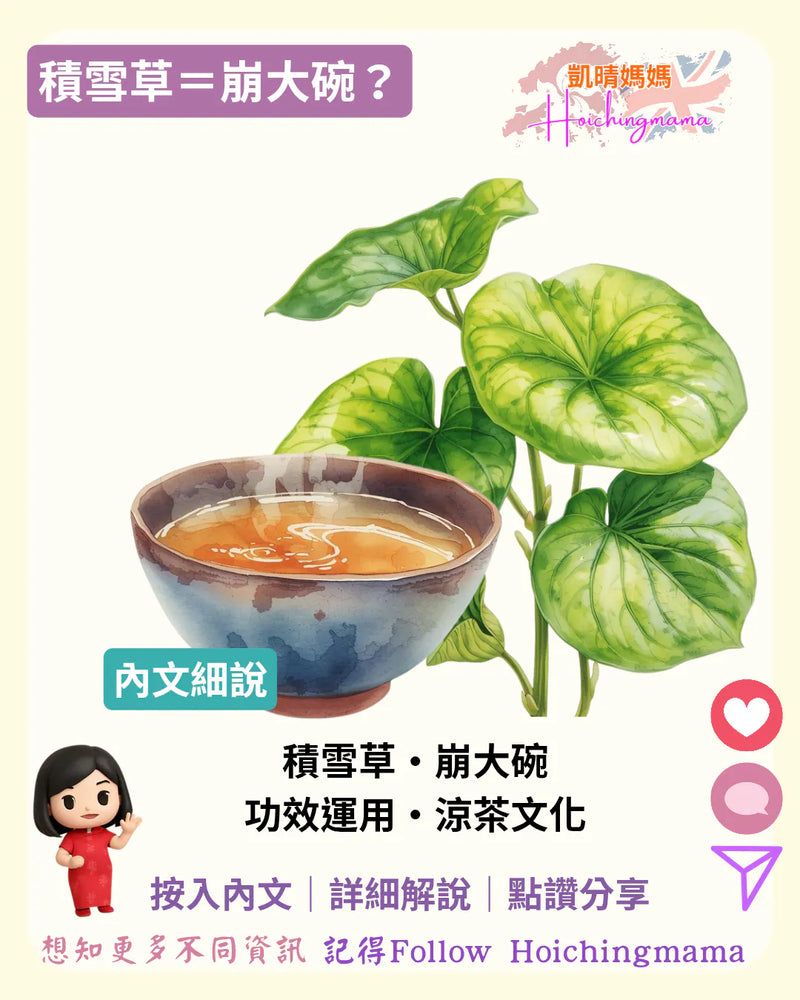 394）🍀【積雪草＝崩大碗？中醫藥角度＋涼茶文化】