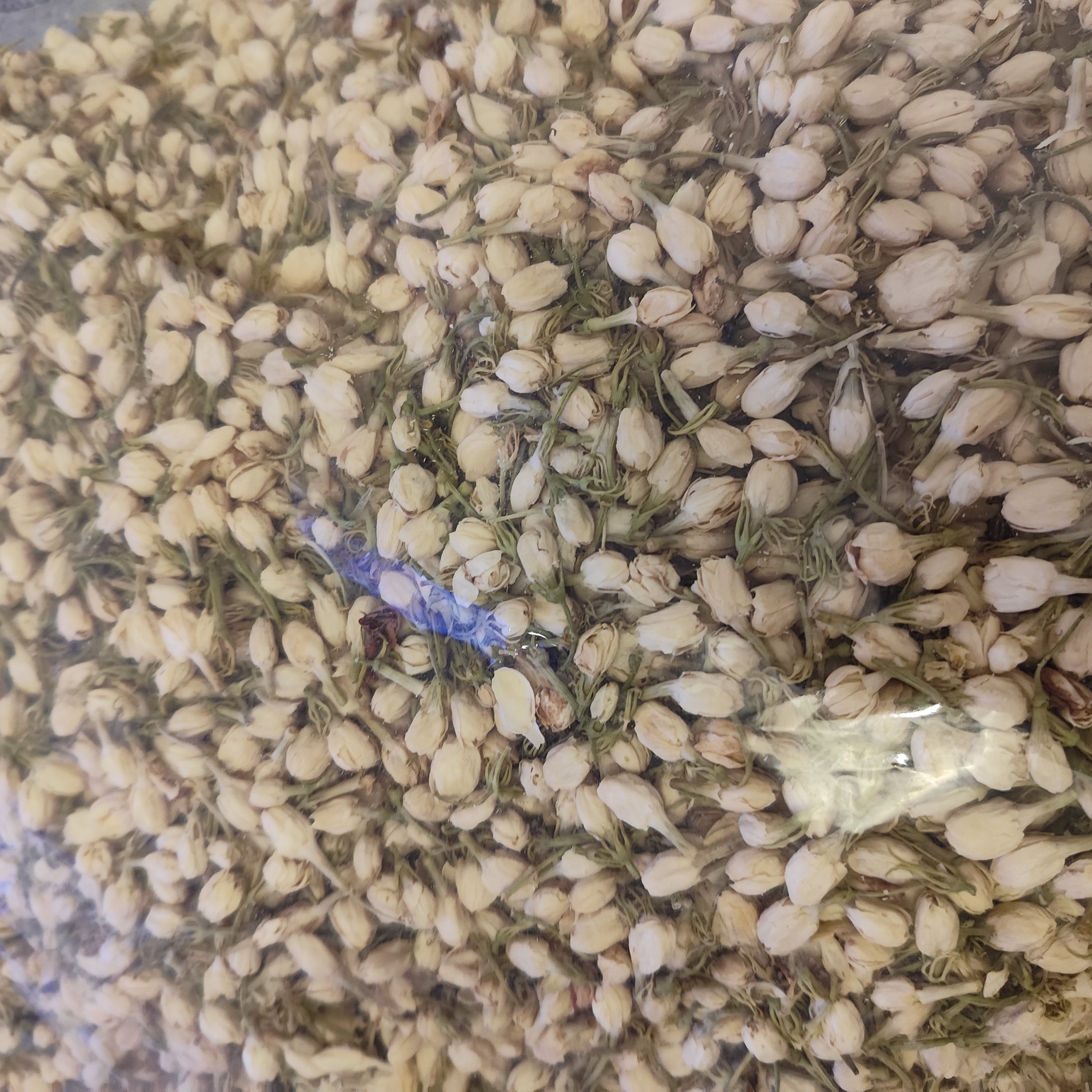茉莉花